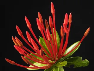 开花，花，红色