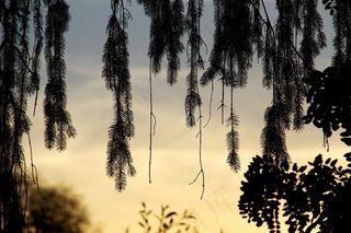 柳树，树，树枝，灯光和阴影