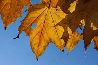 秋天，秋天的树叶，金色的秋天，叶子