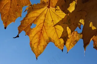 秋天，秋天的树叶，金色的秋天，叶子