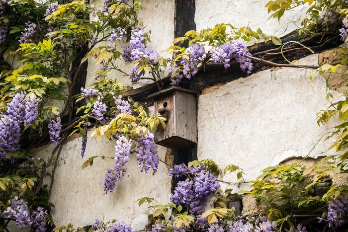 鸟舍，桁架，紫藤，首页，墙上，Fachwerkhaus，老