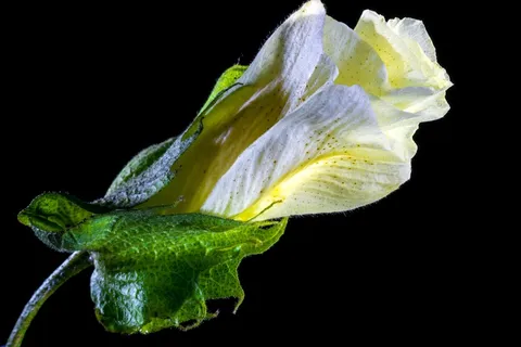 棉花花,开花,花,白 棉花花,开花,花,白