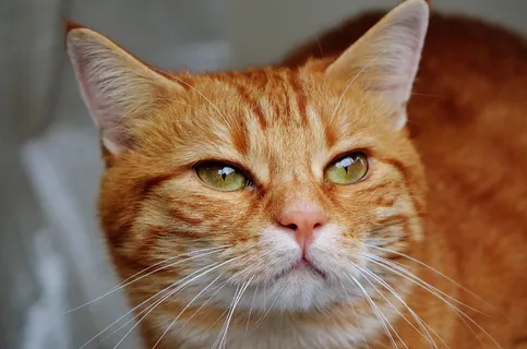 猫,宿醉,红色,可爱,鲭鱼,虎,甜 猫,宿醉,红色,可爱,鲭鱼,虎,甜