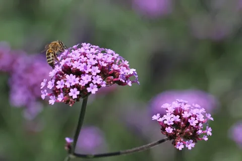 花,紫色,开花,紫色的花,性质 花,紫色,开花,紫色的花,性质