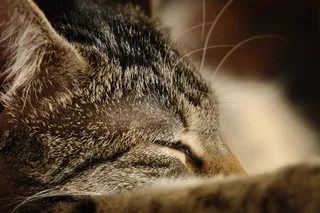 猫，宠物，阿迪达斯，毛皮，Mieze，动物世界，关闭