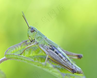 科尼克，蚱hopper，昆虫，宏