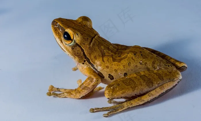 树蛙，阿努兰，青蛙，两栖类