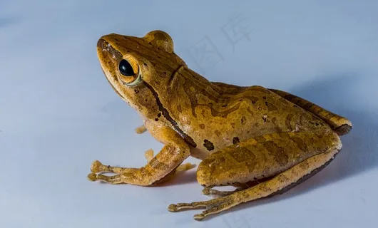 树蛙，阿努兰，青蛙，两栖类