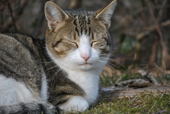 猫，睡眠，宠物，宿醉，懒散，鲭鱼