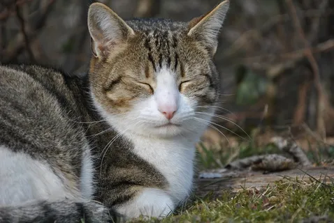 猫,睡眠,宠物,宿醉,懒散,鲭鱼 猫,睡眠,宠物,宿醉,懒散,鲭鱼