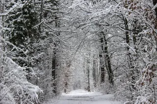 冬季森林，离，雪，冬天，性质，寒冬，冷