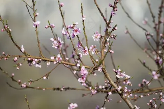 粉红色，花朵，树，分支机构，自然