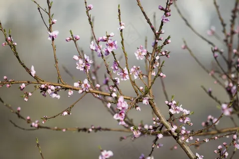 粉红色,花朵,树,分支机构,自然 粉红色,花朵,树,分支机构,自然