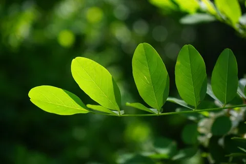 常见的枫树,叶子,绿色,刺槐,叶静脉 常见的枫树,叶子,绿色,刺槐,叶静脉