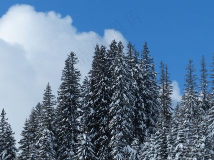 冷杉，冷杉，树木，雪域，冬天，雪，天空