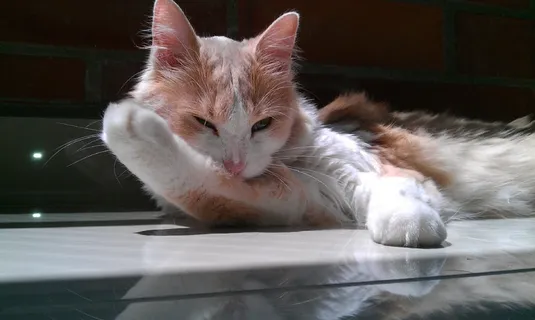 可爱的猫,猫,猫的脸,动物,宠物,猫的眼睛 可爱的猫,猫,猫的脸,动物,宠物,猫的眼睛