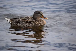 日耳曼，大自然，湖泊，科莫，水，鸟，绿头鸭