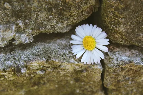 雏菊,石头,石墙,墙,开花,盛开,花 雏菊,石头,石墙,墙,开花,盛开,花