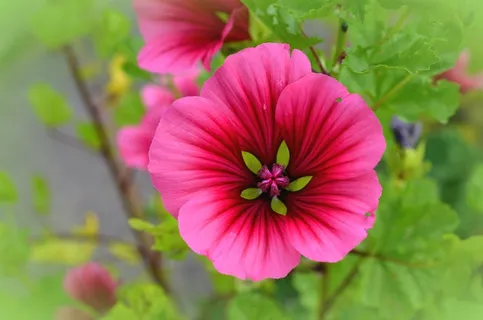 锦葵，开花，盛开，花，花园，粉红色，夏天