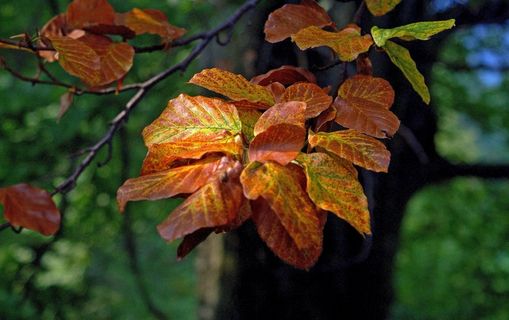 叶子，山毛榉叶子，树，山毛榉，特写，植物