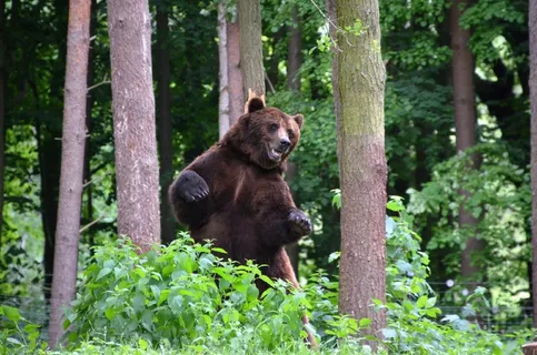 熊，森林，生态公园，古斯特