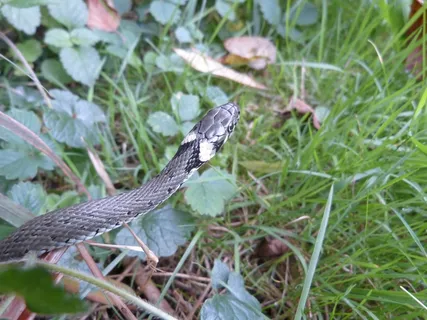 草蛇，蛇，爬行动物，小毒蛇，Natrix