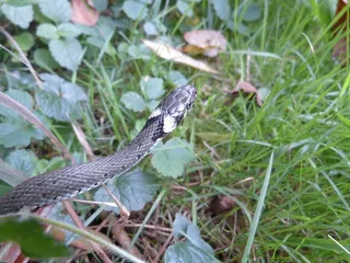 草蛇，蛇，爬行动物，小毒蛇，Natrix