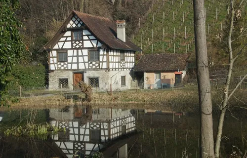 雷伯豪斯，葡萄园，葡萄，葡萄酒