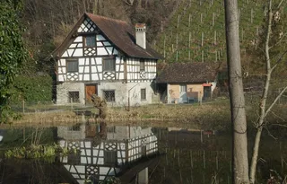 雷伯豪斯，葡萄园，葡萄，葡萄酒