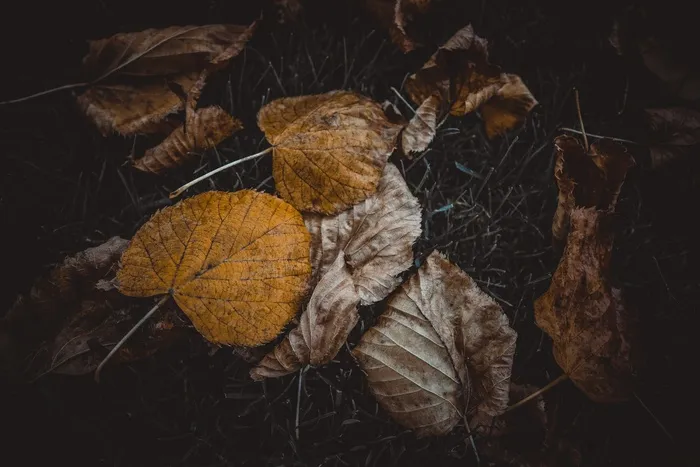 秋，秋天，叶子，性质，黄色，叶，橙色