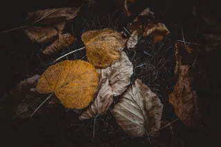 秋，秋天，叶子，性质，黄色，叶，橙色