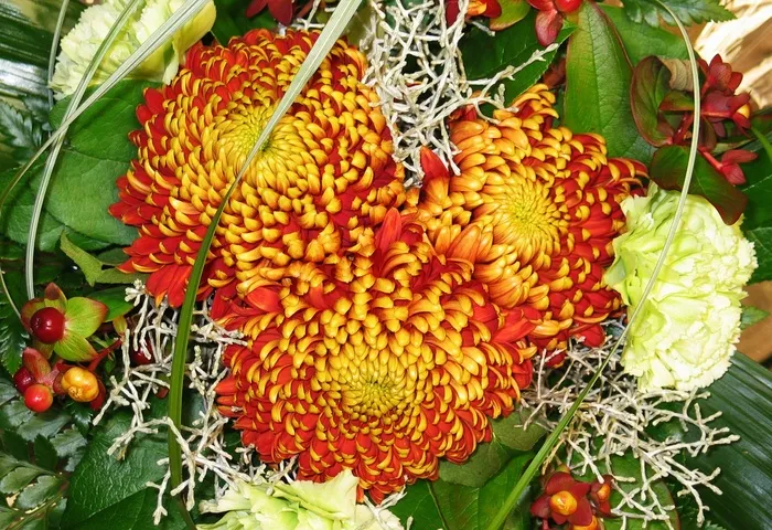 花束，苗圃，菊花，秋天花束