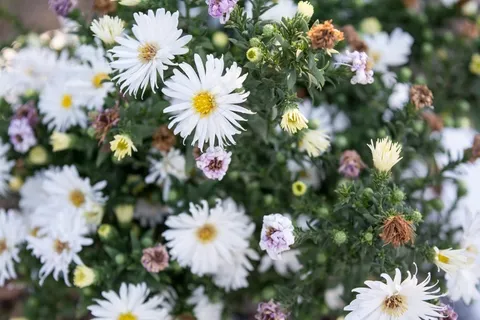 花,植物,自然,花园,春天,夏天,绿色 花,植物,自然,花园,春天,夏天,绿色