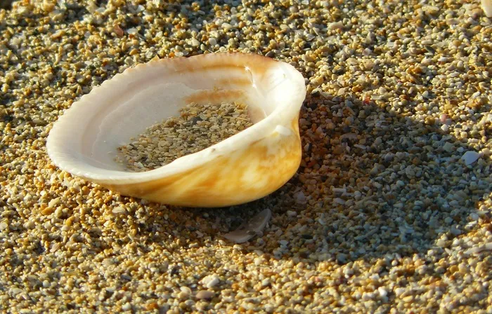 薄壳，关闭，海滩，沙，沙滩，海岸，性质