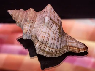 静物，贝壳，玻璃反射，宏