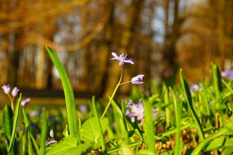 蓝星，绵，开花，花，蓝色，春