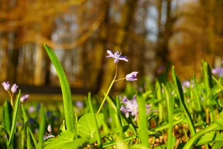 蓝星，绵，开花，花，蓝色，春