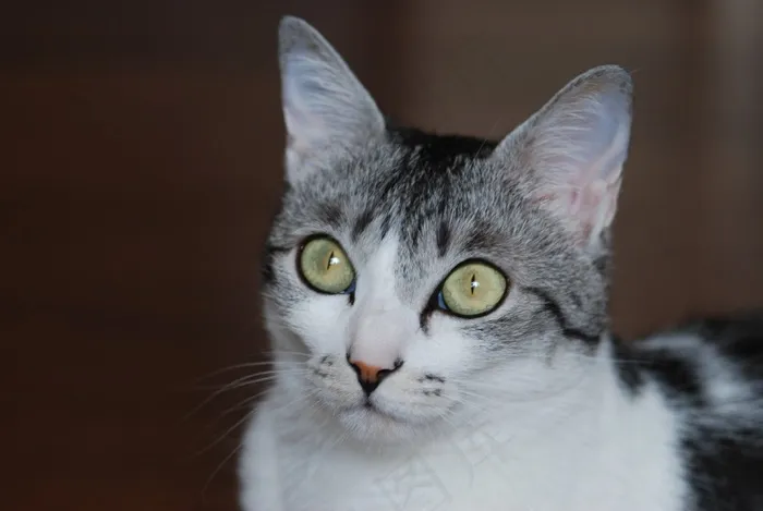 猫，可爱，Sabaneko，鲭鱼图案，脸，一种动物