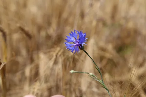 矢车菊，玉米田，场，性质，鲜花，盛开