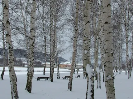 皮尔尼茨，德累斯顿，冬天，雪，城堡