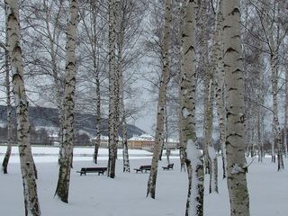 皮尔尼茨，德累斯顿，冬天，雪，城堡