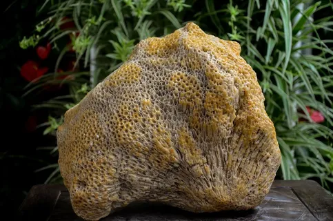 奇石乐，蜂巢石，石材，珊瑚，海石