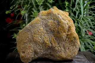 奇石乐，蜂巢石，石材，珊瑚，海石