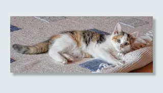 猫，幸运猫，三色，胡须