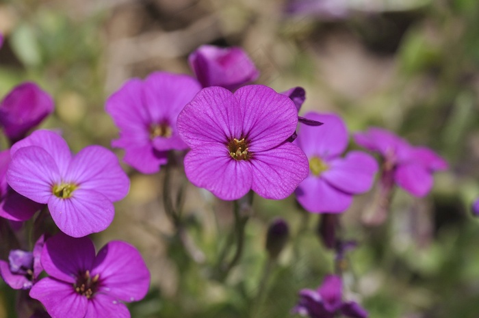 坐垫花，植物，鲜花，紫色，花园