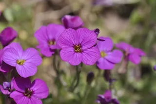 坐垫花，植物，鲜花，紫色，花园