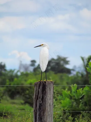 鸟，小鸟，飞，动物