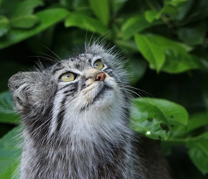 帕拉斯猫，猫，手动，野生，野生猫，特写，可爱