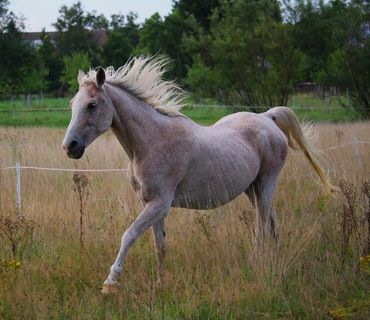 马，驰Gall，模具，纯种阿拉伯，草地