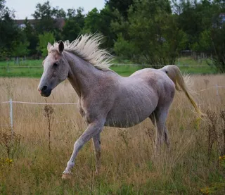 马，驰Gall，模具，纯种阿拉伯，草地